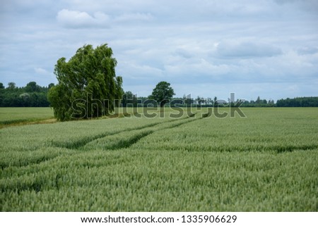 harvest ready wheat fields in late summer under blue sky with white clouds in. countryside