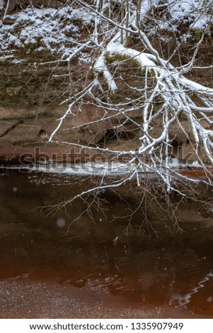 frozen tree branches in winter with blur background