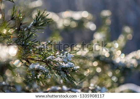 frozen tree branches in winter with blur background