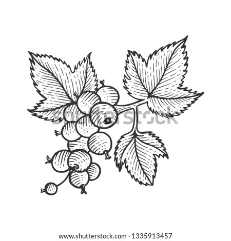 Black currant with leaves sketch engraving raster illustration. Scratch board style imitation. Hand drawn image.