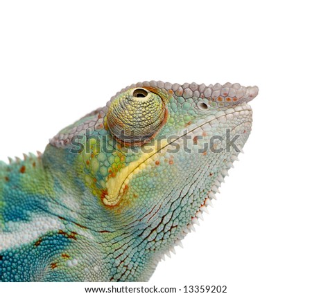 Young Chameleon Furcifer Pardalis - Ankify (8 months) in front of a white background