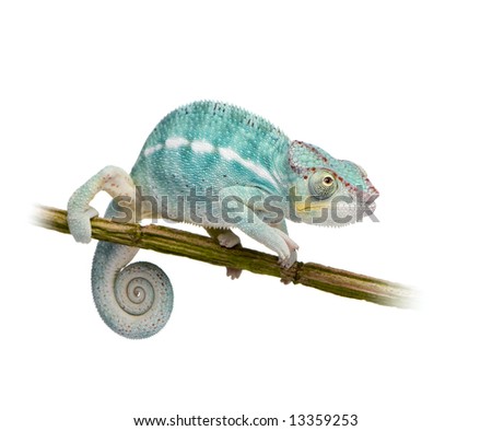 Young Chameleon Furcifer Pardalis - Nosy Be (7 months) in front of a white background
