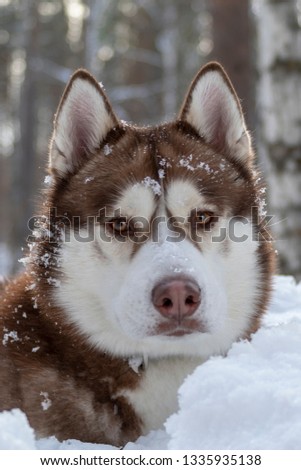 Portrait siberian husky dog with muzzle is covered snow on the winter forest background