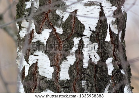 Young birches in the woods