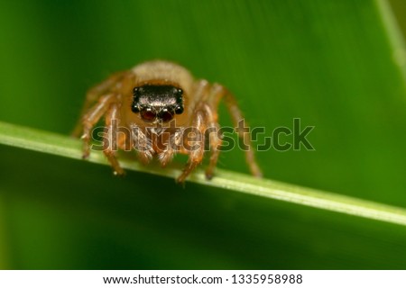 Tiny Jumping spider/Salticidae looking down curiously and ready to jump. Spiders eyes and fur in focus