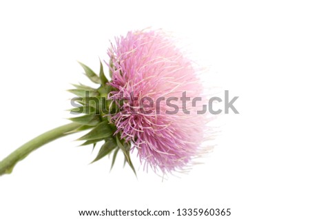 A pink thistle flower isolated white