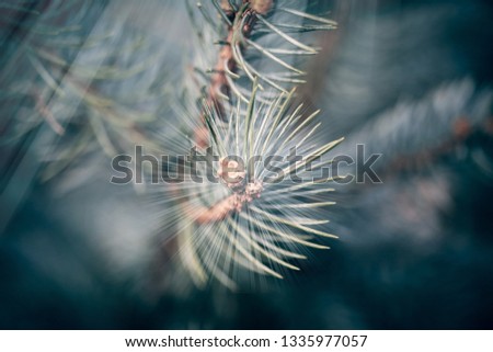 Soft light or sunrays on a close up macro of pine or fir tree branch leaves suitable as a background wallpaper texture