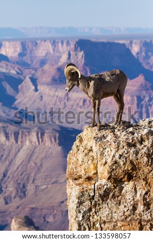 Desert Big Horn Ram Standing On The Edge Of Grand Canyon Royalty-Free Stock Photo #133598057