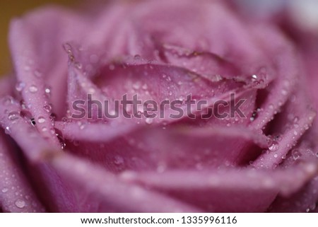 Roses are the hand of love..macro flowers, beautiful dusty rose color roses for with drops love, missing, apology, new job, congratulations, valentines day     backgrounders