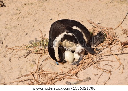 penguin with nest