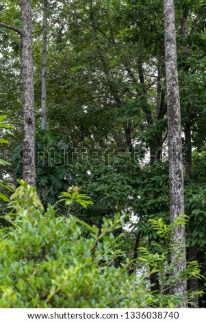 Close-up view of the two tall rubber trees and many leaves in the forest of the Thai countryside.