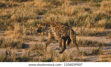 A Hyena In Etosha National Park