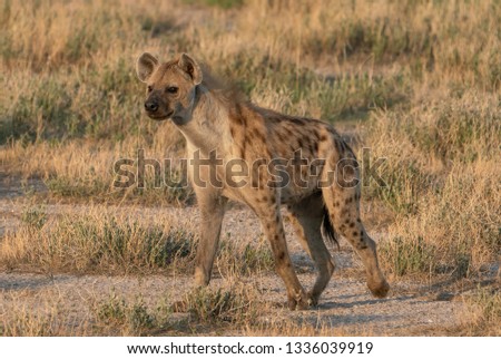 A Hyena In Etosha National Park