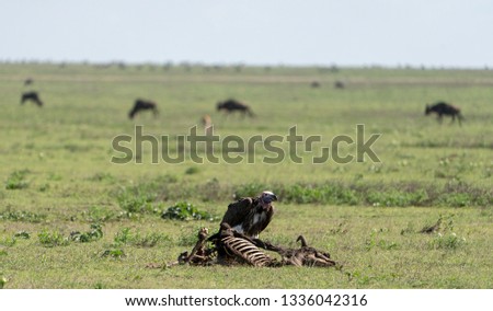 A Vulture in Serengeti National Park