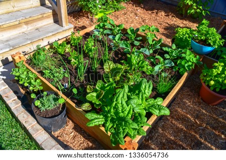 Nothing is fresher than food from your own garden. Planted in spring, this raised backyard garden bed is loaded with a variety of herbs and vegetables ready to be harvested in summer. Royalty-Free Stock Photo #1336054736