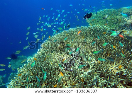 Coral colony and coral fish. Bali Sea. Indonesia