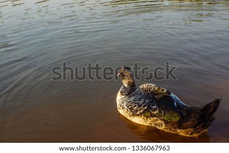 beautiful ducks in ecological park in Brazil