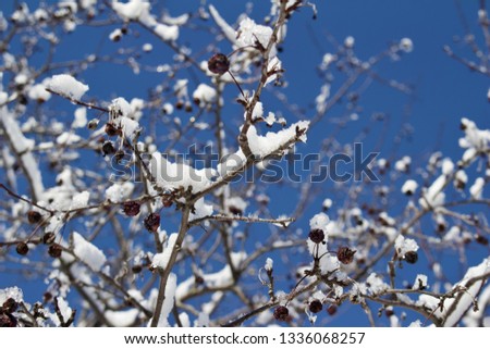 Abstract background view of snow beginning to melt on the branches of a deciduous bush