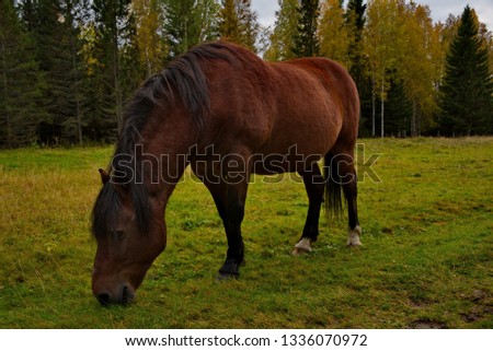 Russia. On the free pastures of the Republic of Karelia