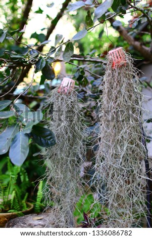 Tillandsia usneoides or spanish moss or scientific name BROMELIACEAE. Grey tiny leaves hang from tree. Famous in clean air and reduce dust and pollution.  in Chiang Rai Thailand. 