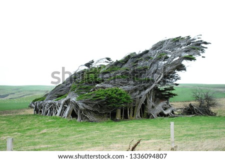 trees shaped by wind