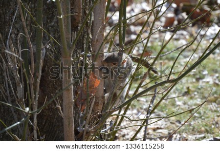 Gray squirrel scampering up a leafless tree background