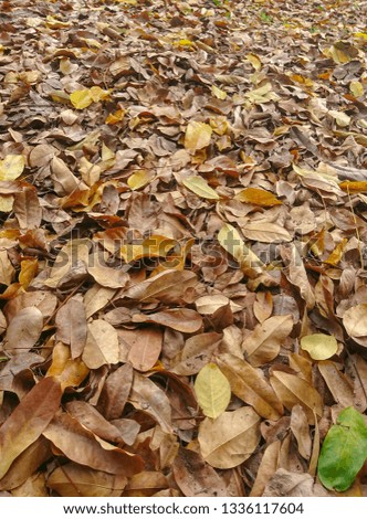 Dry leaves texture Dried forest floor backdrop Droughty background.