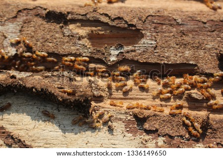 Termites are eating the wood of the house. They destroy houses, wooden parts and destroy wood products. Royalty-Free Stock Photo #1336149650