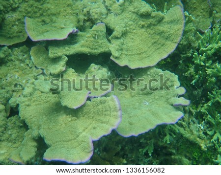 Foliose coral purple rim