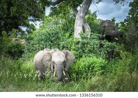Elephants in Kruger National Park, South Africa.