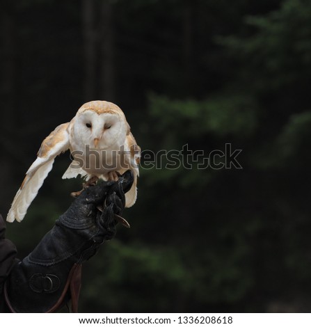 eastern grass owl, white