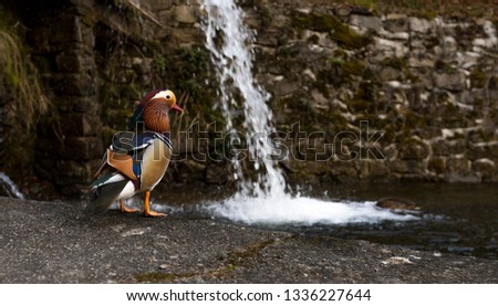 Mandarin duck (Aix galericulata) - a perching duck species found in East Asia. The adult male has a red bill, large white crescent above the eye and reddish face and "whiskers". 