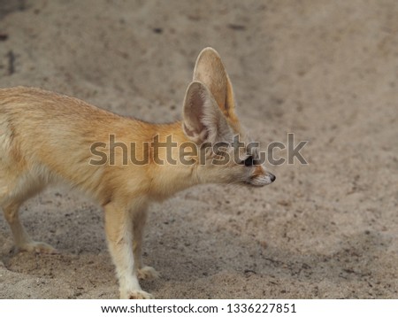 picture of desert fox