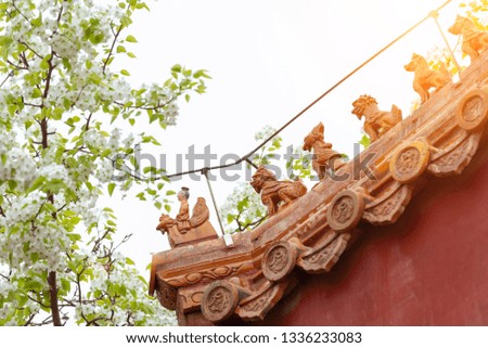 Closeup of blossoming pear flowers and the forbidden city eaves decorated with statue of beasts or animals