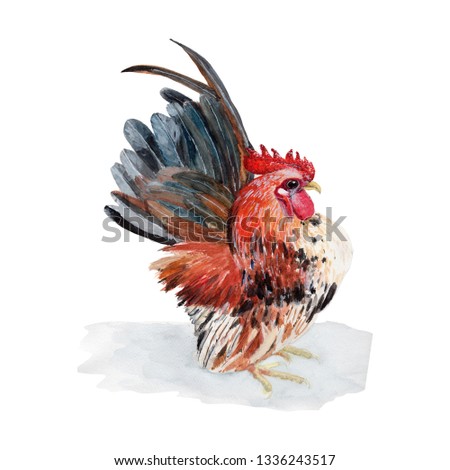 Chicken watercolor illustrations and Hand drawn sketch. Watercolor painting Cute Chicken . Animal Illustration isolated on white background.