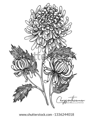 Engraved hand drawn illustrations of chrysanthemum. All element isolated. Design elements for wedding invitations, greeting cards, wrapping paper, cosmetics packaging, labels, tags, quotes, posters