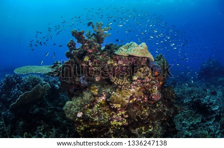 Underwater scenery with fish and blue background.