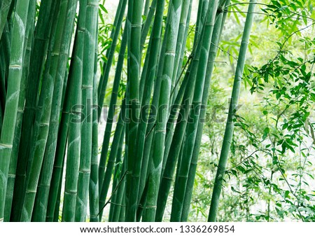 Fresh Bamboo Forest, Bamboo Close-up