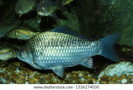 The goldfish (Carassius auratus) with its natural colors in the wild.