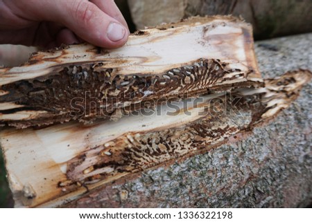 Bark beetle in the wood Royalty-Free Stock Photo #1336322198