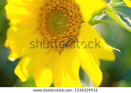 Sunflower on a bright sky. Close up.