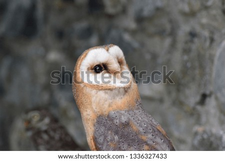Barn Owl Stone Background