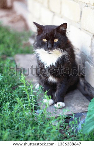 Beautiful stray black and white cat suit. A pet. Stock background, photo
