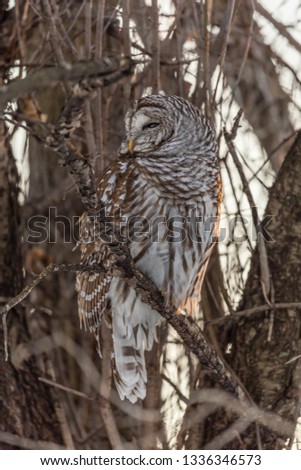 Barred owl resting in a boreal forest in mid winter, Quebec, Canada.