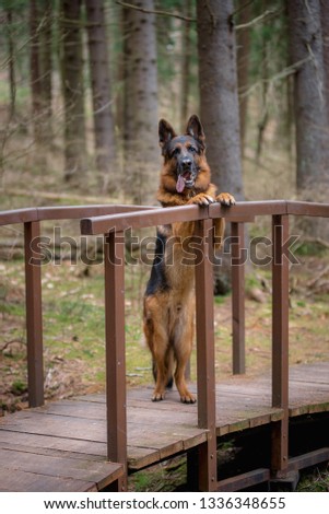 German shepherd is paws on the bridge in the woods. Wooden path and pine trees around.
