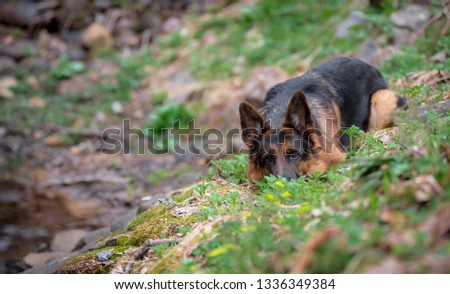German shepherd in the woods lies next to a small lake. Spring-grass