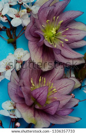 Macro studio photo of flower arrangement with two purple, pink helleborus flowers and pure white early spring blossoms, on a bright turquoise background.                               