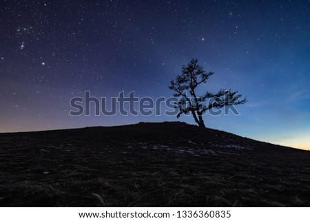 Silhouette Of A Lonely Tree On The Background Of Starry Sky On Winter Night