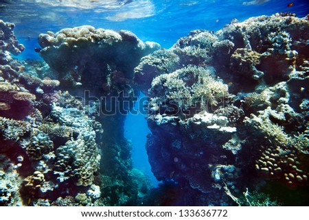 Group of coral fish  blue water.