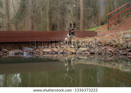 Eastern European shepherd in the woods sitting by the lake, next to the bridge, you can see the reflection of the water